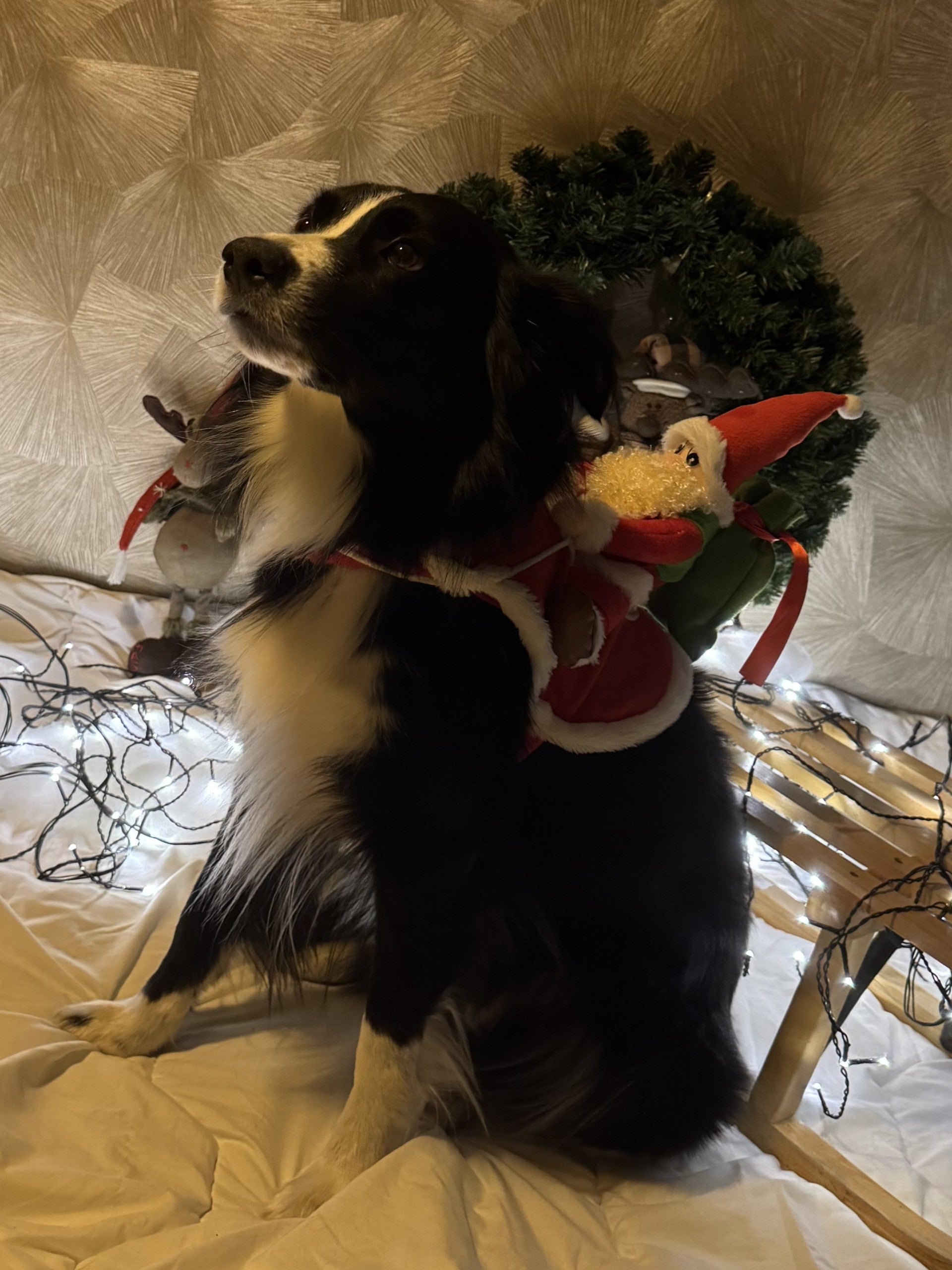 Christmas Dog Costume Funny Christmas Santa Claus Riding on Dog Pet Cat Holiday Outfit Clothes Dressing up for Halloween Xmas #FF0000